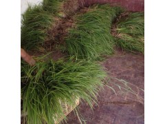 崂峪苔草_各种四草坪_销售各种四草坪、崂峪苔草图1