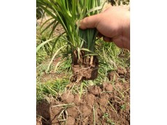 崂峪苔草-崂峪苔草知识-崂峪苔草百科图1