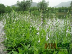 玉簪图1