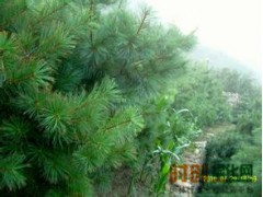华山松|华山松厂家|华山松树苗|华山松种植|西安市绿家园白皮松苗木繁育图1