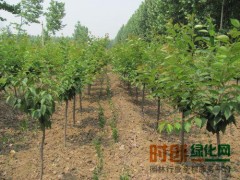 樱花价格 5公分樱花树价格  济宁青山（致远）苗木有限公司图1