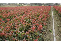 红叶石楠球 2厘米红叶石楠球价格  红叶石楠价格_5公分85元图1