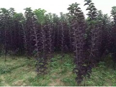 内蒙古通辽紫叶稠李/赤峰呼和浩特紫叶稠李图2