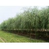 淄博高新区东地苗木种植合作社 常年供应12公分青皮垂柳