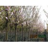 出售西府海棠 5-6公分西府海棠价格 淄博高新区东地苗木种植合作社