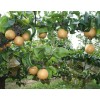 梨树种子, 梨树 种子 价格，梨树苗品种 梨树价格