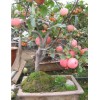 18公分苹果树 8公分苹果树*出售8公分 苹果树 *最新8公分 苹果树价格