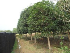 八月桂\福建 八月桂 \供应 八月桂 \桂林 八月桂价格，福建宏锦苗木场图1