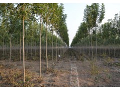 白蜡 白蜡价格 沭阳 白蜡价格 济宁高新区恩泽苗木销售有限公司图1