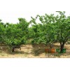 烟台百林苗木种植基地 供大樱桃苗、大樱桃树栽培一条龙服务