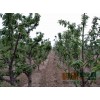 出售从5公分到12公分优质大樱桃树苗，烟台百林苗木种植基地