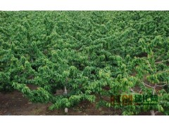 烟台市顺丰大樱桃苗木专业合作社，福樱1号苗木4万株图1