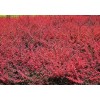 高度30公分红叶小檗价格价格，青州市永信花卉苗木