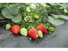 草莓苗应该怎样种，草莓苗,草莓苗批发,草莓苗价格图1