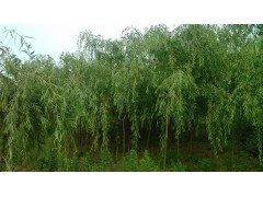 柳树管理，柳树直销，2019垂柳价格，垂柳直销，河北垂柳图2