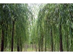 柳树管理，柳树直销，2019垂柳价格，垂柳直销，河北垂柳图3