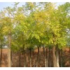 【黄金槐批发[ 黄金槐 种植基地]青州建明花卉】 济宁市黄金槐