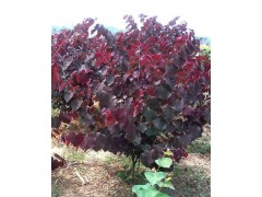 紫荆小苗 价格紫荆 树苗 价格 青州博艺苗木绿化工程有限公司图1