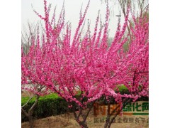 榆叶梅, 榆叶梅价格，供应榆叶梅 山西 榆叶梅 树苗 价格图1