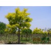 黄金槐价格_5公分55元，青州市俊亮苗木花卉园