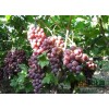 本人常年出售各种葡萄，15862107525 郭大哥葡萄自采