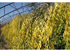 【金枝垂蜡, 金丝垂蜡 ,金叶白蜡小苗接穗】15054378588图1