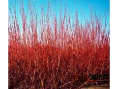 红瑞木规格齐全，红瑞木品种规格齐全，13563663219图1