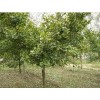 3-80公分的大龄银杏树，山东绿之源银杏苗木基地
