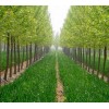 青州森淼花卉园艺场-主营:绿化苗木价格,地被植物基地13953612019
