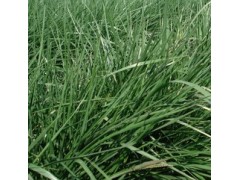 高羊茅草坪价格，栾城县农家笑草坪种植基地图1