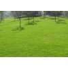 批发：进口草坪草种，花籽，草坪草地专用肥、苗木专用肥、13904415431