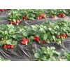 草莓价格咨询泰安开发区雨辰苗木园艺场专营，销往全国地区