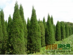 供应松柏类：蜀桧、蜀桧球、西安桧、北京桧、万峰桧、龙柏、龙柏球等苗木图1