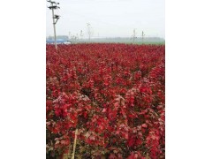【红枫】最新批发价格18800615028 江苏春生绿化苗木园艺场图1