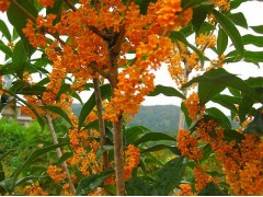 2017年桂花树价格! 大面积桂花苗木基地－桂花树价格图1