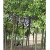 [高立柱]香樟,杜英,榉树。垂柳,法桐-18662260400