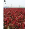 红枫大量出售，苗圃红枫基地，因为是自己苗圃所以低价批售