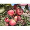 苹果苗—专业繁育苹果苗，2016年优质苹果苗