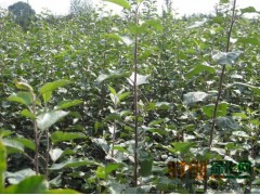 苹果树苗—专业繁育苹果树苗 2017年优质苹果树苗图1
