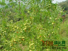 枣树_枣树价格_今日苗木 网 15554316711图1