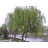 河北绿森苗木——河北柳树,河北金叶榆,河北垂柳·首页