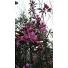 海棠树，树形垂直，花期长，花型美，种植/经营大中小各种规格