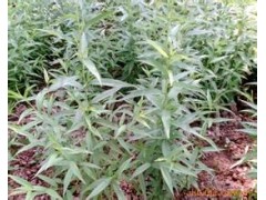 1-15公分桃树苗 1-15公分山楂苗 1-15公分樱桃苗 各种规格 品种柳树图1
