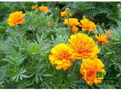 【青州万寿菊】青州万寿菊价格_青州万寿菊批发图1