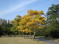 内蒙古省赤峰市无患子种子价格哪里卖?无患子_无患子供应_无患子价格图1