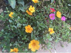 山东万红草花苗木基地|山东万红草花苗木基地 13854425602图1
