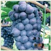 葡萄苗,葡萄苗木,葡萄苗价格,占地苗, 酿酒葡萄苗木13668830528