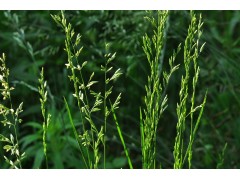 鄢陵县高羊茅草种 鄢陵县高羊茅绿化种子价格 高羊茅草坪价格图1