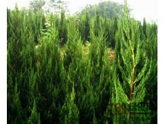 沭阳龙柏价格_最新沭阳龙柏价格,龙柏_龙柏价格表_沭阳花木网图1