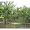 梨树品种价格_今日最新梨树品种价格行情走势，盛世园林绿化苗木基地